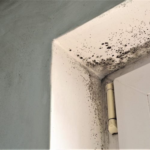 Mold growth wherever there is dampness and moisture, like basements, attics, kitchens, bathrooms or areas that have experienced flooding